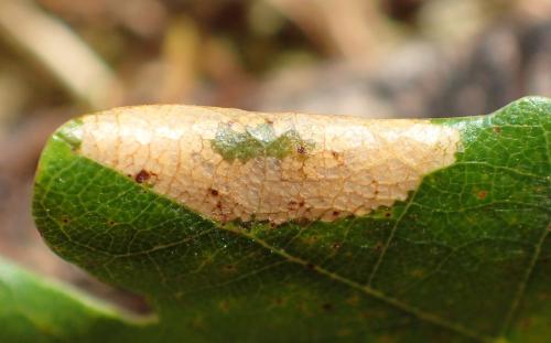 Réf. 212 673 : Phyllonorycter sp.